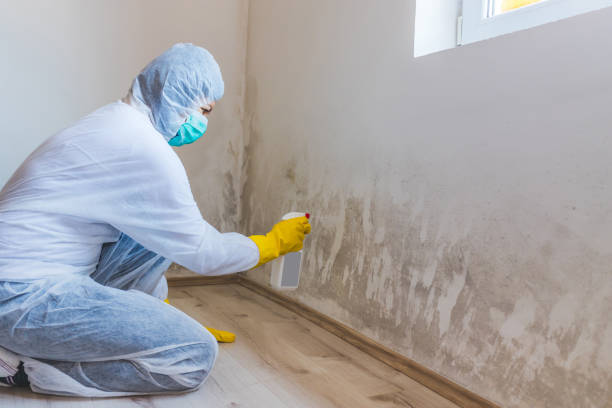 Licensed Mold Remediation service in Bethel, MN - WQB Mold Removal